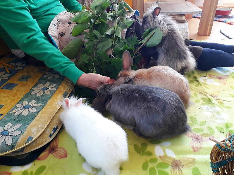 Kaninchen im Einsatz